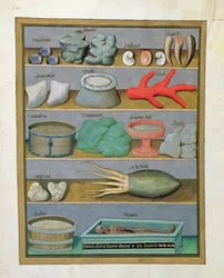Ilustración del Libro de Medicinas Simples por Mattheaus Platearius 166v